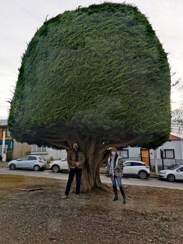 árbol Boric